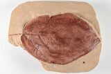 Large, Red Fossil Leaf (Phyllites) - Montana #201300-1